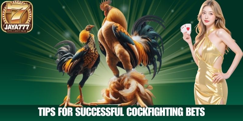Tips for Successful Online Cockfighting Bets