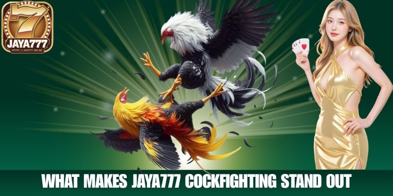 What Makes Jaya777 Cockfighting Stand Out